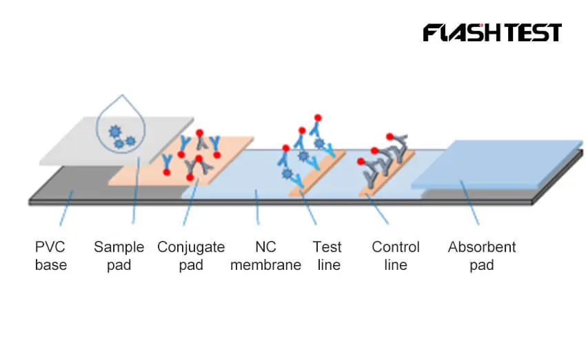 fluorescence immunoassay rapid quantitative test