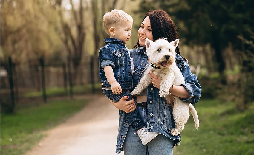 canine distemper test kit