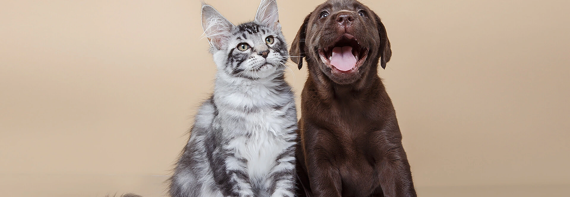 FIA Test Kits For Pets