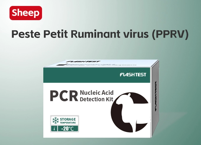 Peste PCR Test kit
