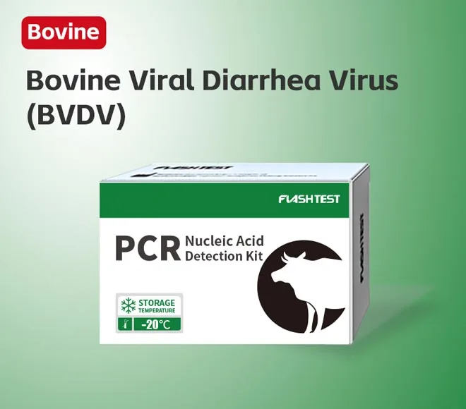 bovine viral diarrhea virus bvdv