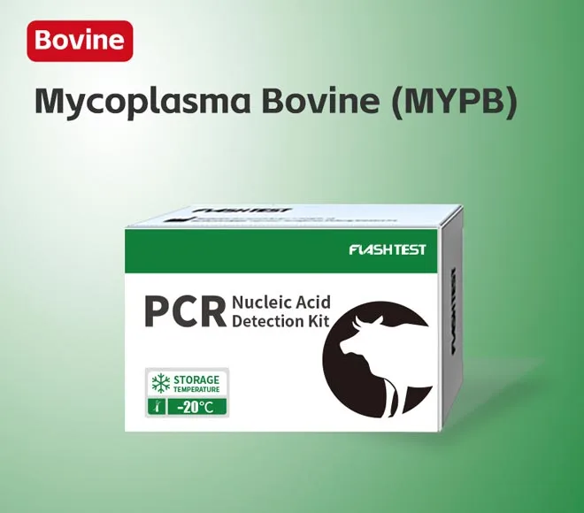 mycoplasma bovine mypb