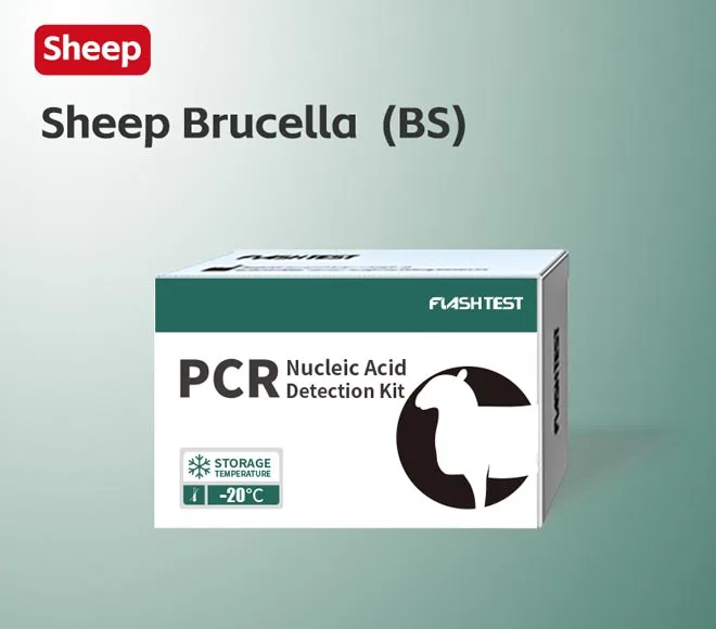 sheep brucella bs