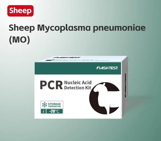 sheep mycoplasma pneumoniae mo