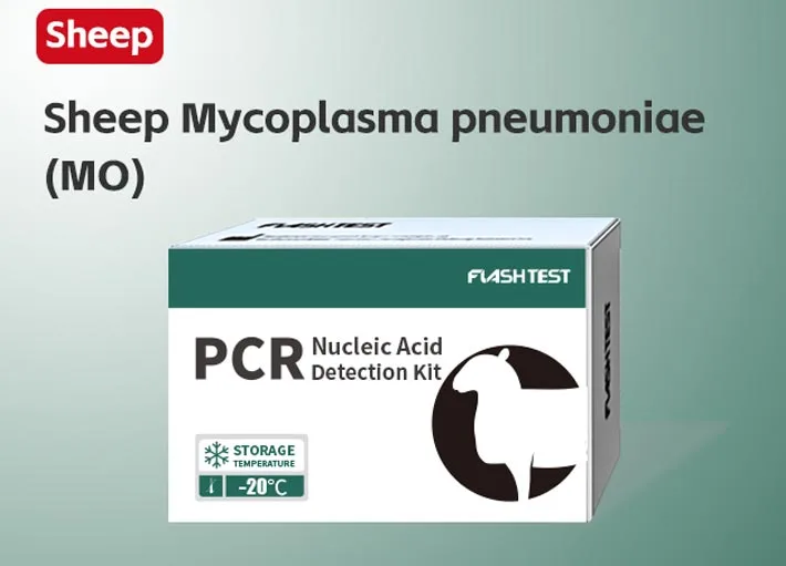 Sheep Mycoplasma Pneumoniae (MO)