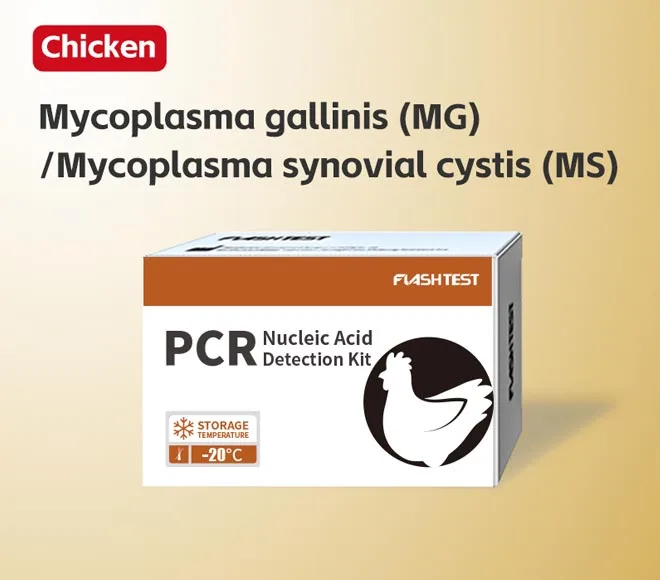 mycoplasma gallinis mg mycoplasma synovial cystis ms