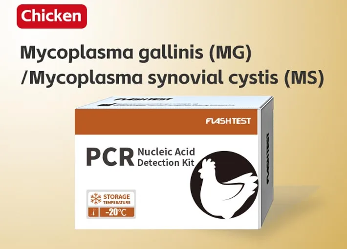 Mycoplasma Gallinis (MG)/Mycoplasma Synovial Cystis (MS)