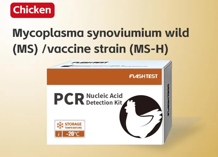 Mycoplasma Synoviumium Wild (MS)/Vaccine Strain (MS-H)